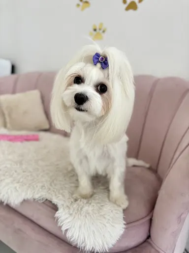 Goldi- Salon pielęgnacji i strzyżenia psów, psi fryzjer